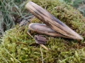 Kuripe Dębowe