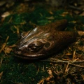"FROG HEAD" Kuripe from Tamarind Wood (Tamarindus indica)