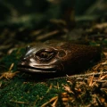 "FROG HEAD" Kuripe from Tamarind Wood (Tamarindus indica)