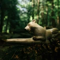 "LIONESS" Tepi Made of Dark Waru Wood (Acacia melanoxylon)