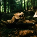 "JAGUAR" Tepi Made of Indian Rosewood (Dalbergia latifolia)