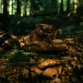 Tepi made from Sawo Wood "Jaguar"