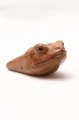 "FROG HEAD" Kuripe from Dark Waru Wood (Acacia melanoxylon)