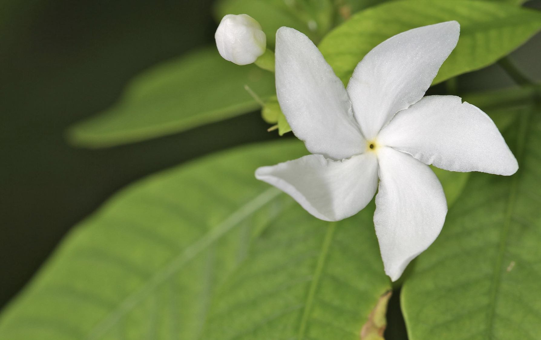 Rapé and Sananga: Practical Tips for a Mindful Plant Medicine Journey