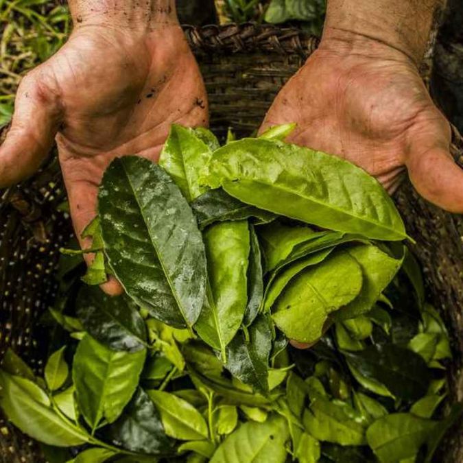 Guayusa - El Té Extraordinario