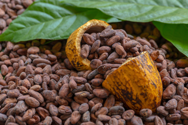Ceremonial Cocoa: A Journey into the Realm of Sacred Cacao and Its Role in Modern Wellness and Spirituality