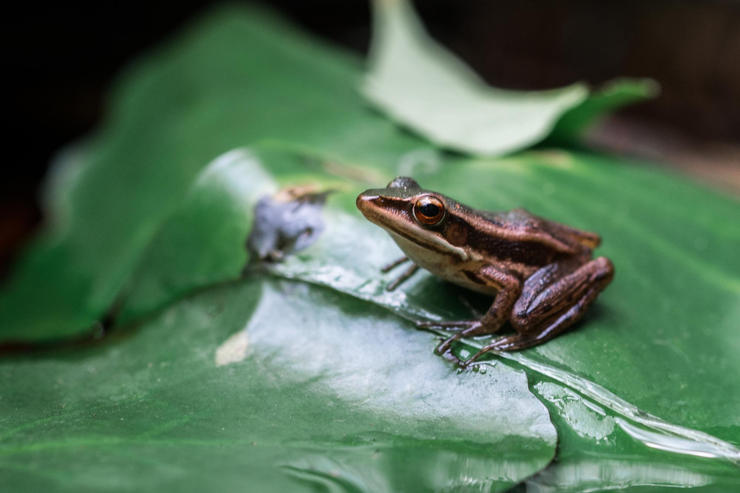 Dive into the World of Kambo: Understanding the Amazonian Frog Medicine, Its Potential Benefits and How to Safely Experience Its Power